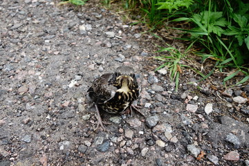 Baby bird thrush fledgling on stony ground