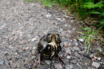 Thrush fledgling vulnerable on ground