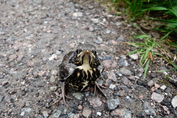 Baby thrush fledgling on ground small and vulnerable