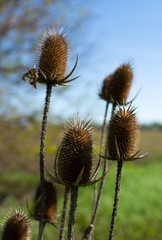 Obraz premium The invasive teasel