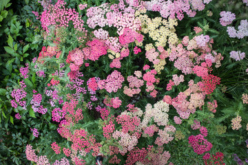 the Multicolored sedum in a flowerbed as a decoration © elenarostunova