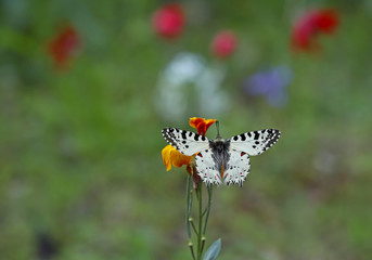 Forest fistula butterfly ; Zerynthia cerisyi