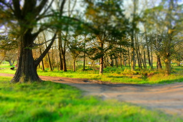 Fototapeta premium bosque