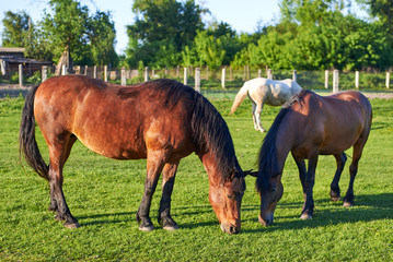 Naklejka na ściany i meble Beautiful healthy horses graze on green grass in the meadow. The theme of agriculture and livestock.
