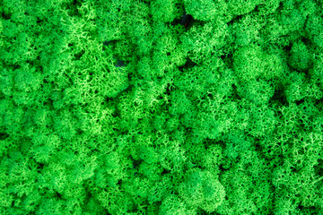 Multicolored moss used in the design of the garden