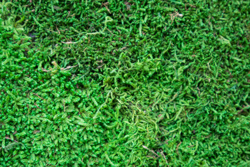 Multicolored moss used in the design of the garden