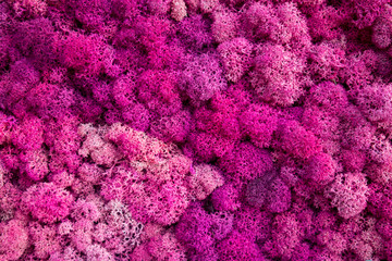 Multicolored moss used in the design of the garden