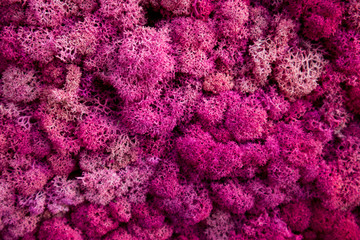 Multicolored moss used in the design of the garden