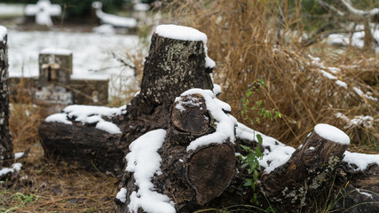 Snow on Tree Stump and Log