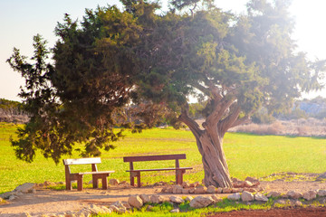 Park alley with wooden bench and old olive tree - cyprus