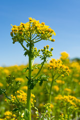 Balsam Ragwort
