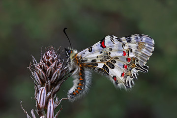 Fototapeta na wymiar Forest fistula butterfly ; Zerynthia cerisyi