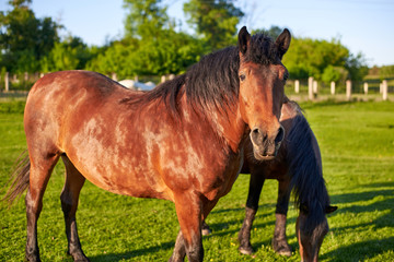 Fototapeta premium Beautiful healthy horses graze on green grass in the meadow. The theme of agriculture and livestock.