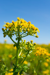 Obraz premium Balsam Ragwort