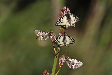 Forest fistula butterfly ; Zerynthia cerisyi