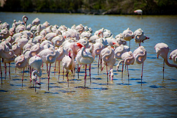 Flamants roses