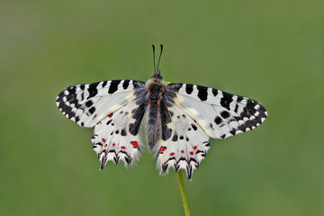 Forest fistula butterfly ; Zerynthia cerisyi