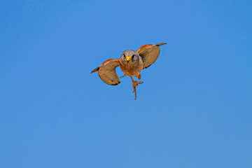 Flying falcon with its hunt. Bird: Lesser Kestrel. Falco naumanni. Blue sky background.