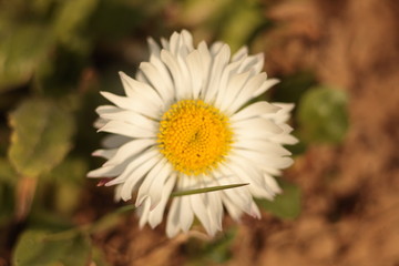 Obraz premium white flower
