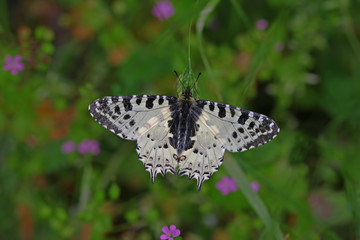 Forest fistula butterfly ; Zerynthia cerisyi