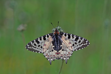Forest fistula butterfly ; Zerynthia cerisyi