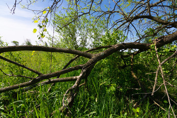 Spring vegetation
