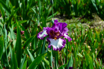 iris flower in spring garden