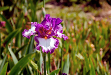 iris flower in spring garden
