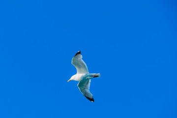 Flying Sea Gull Fliegende Möwe 
