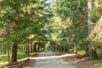 Footpath in the forest, Russia, Polenovo