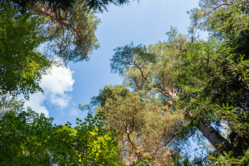 Treetops, Russia, Polenovo
