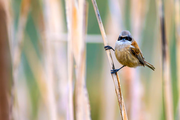 Cute bird. Bird on branch. Bird: Eurasian Penduline Tit. Remiz pendulinus. Natural background.