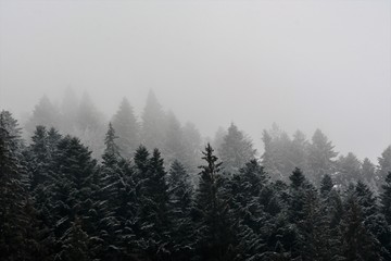 the fog above the forest