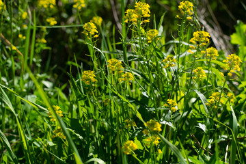 Spring vegetation