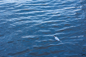  Bird, a seagull sits on a steel rope above the water at sunset