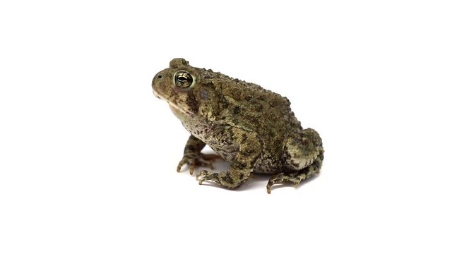 Dwarf American Toad ( Anaxyrus americanus  charlesmithi )