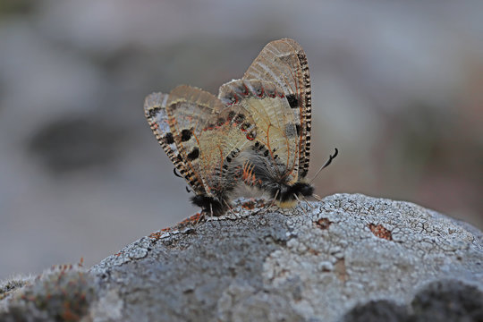 false Apollo butterfly ; Archon apollinus
