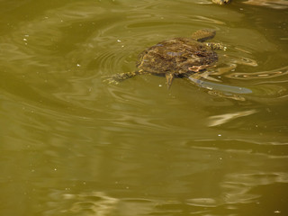 The European pond turtle.