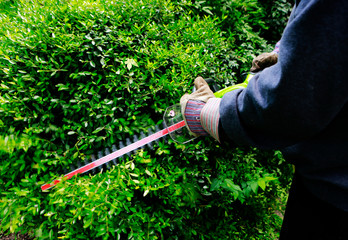 Cutting bushes with electrical trimmer - motion shot.