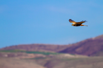 Flying bird. Bird of prey. Nature background. Bird: Western Marsh Harrier. Circus aeruginosus.