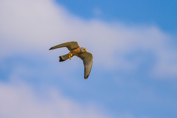 Flying falcon. Blue sky background. Falcon: Little kestrel.