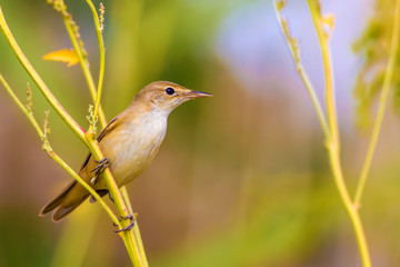 Nature habitat and Great Reed Warbler. Acrocephalus arundinaceus.