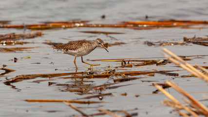 Ein Bruchwasserläufer bei Flachwasser zwischen Schilfstücken