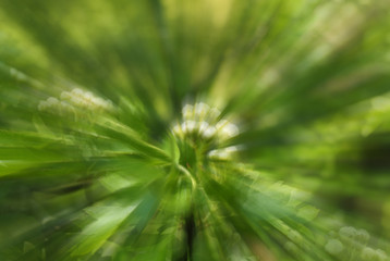 vibrant spring green abstract zoom blur of woodland blossoming tree and leaves