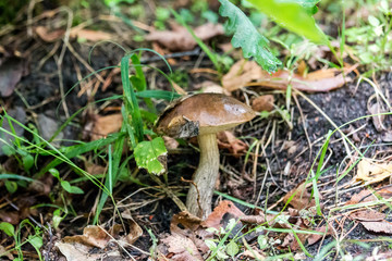 mushroom in the forest