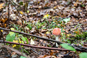 mushroom in the forest
