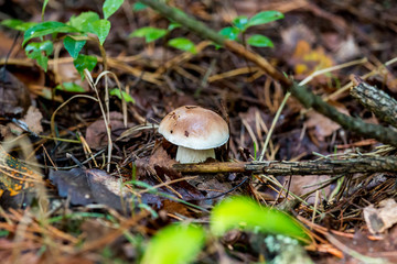 mushroom in the forest