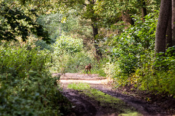 deer on a forest path