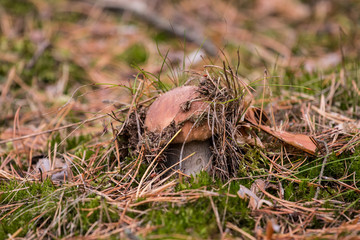 mushroom in the grass
