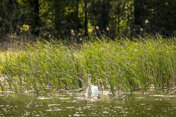 swans on the lake